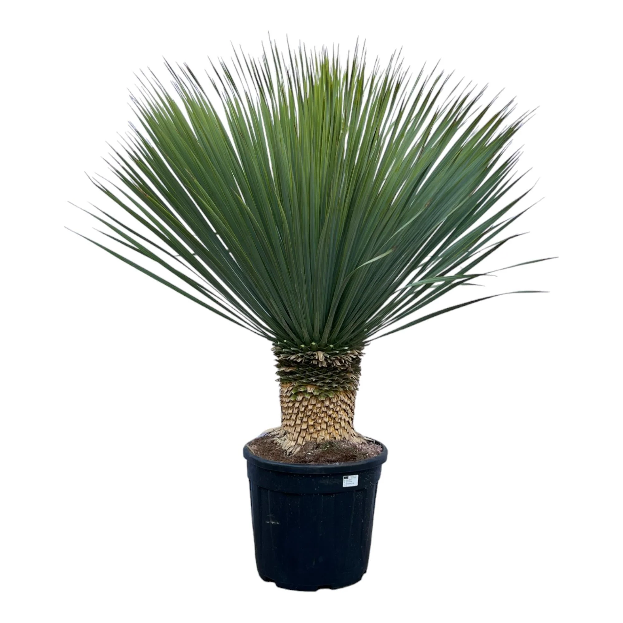 Yucca Rostrata h140cm