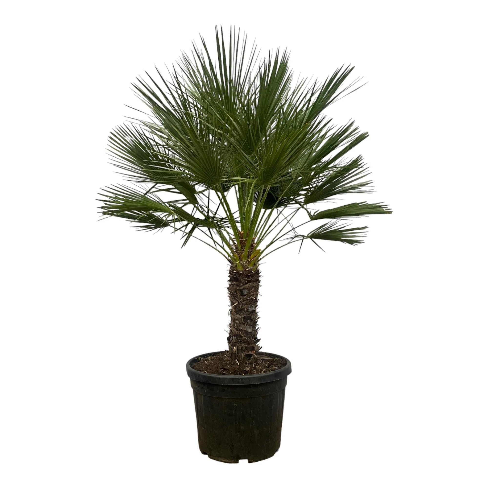 Chamaerops Humilis h180cm