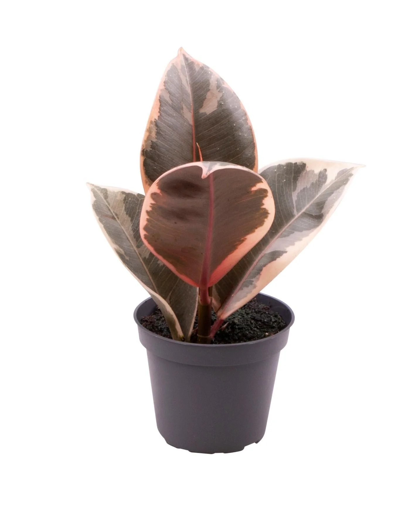 Mini Ficus Tineke