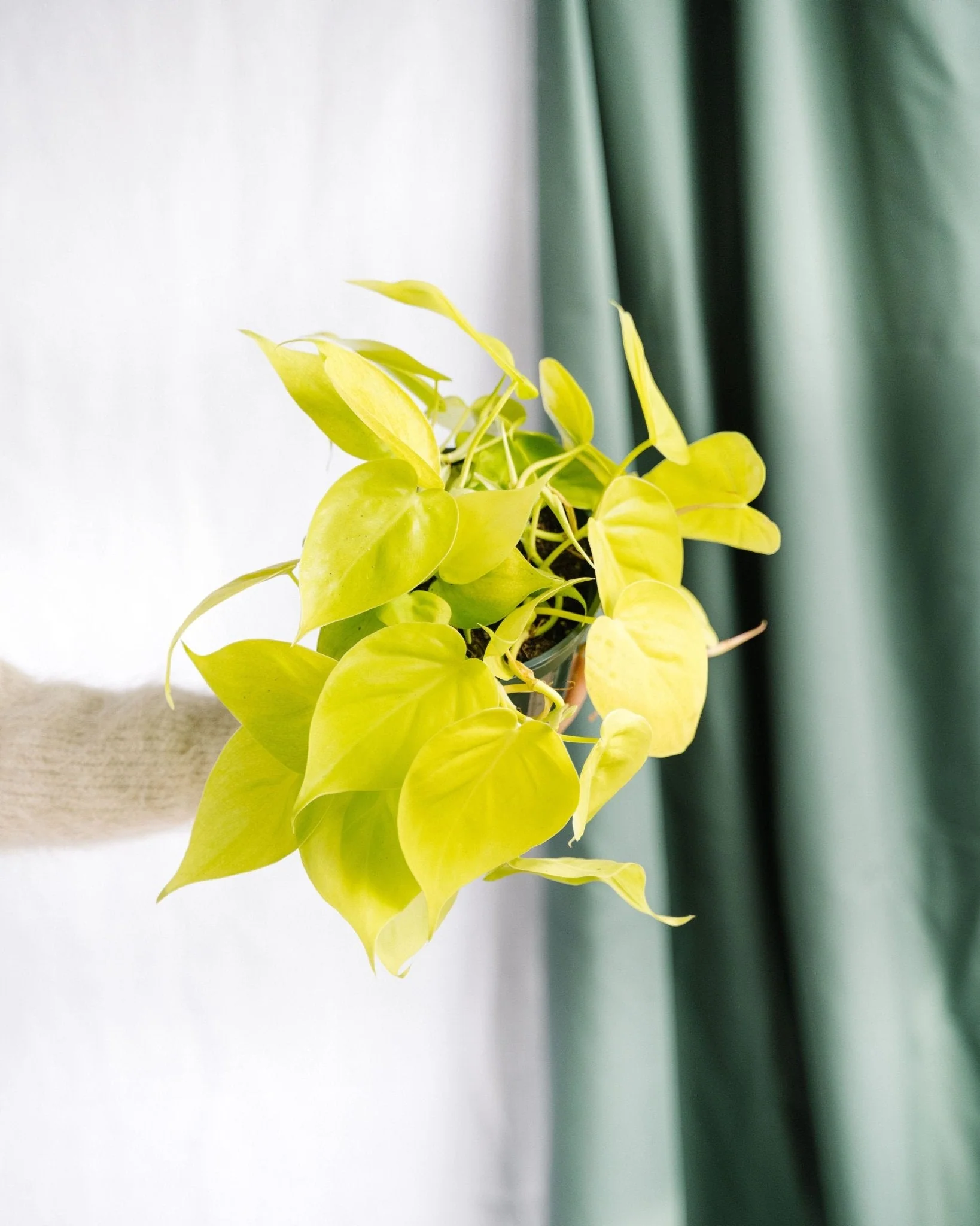 Petit Philodendron Lime