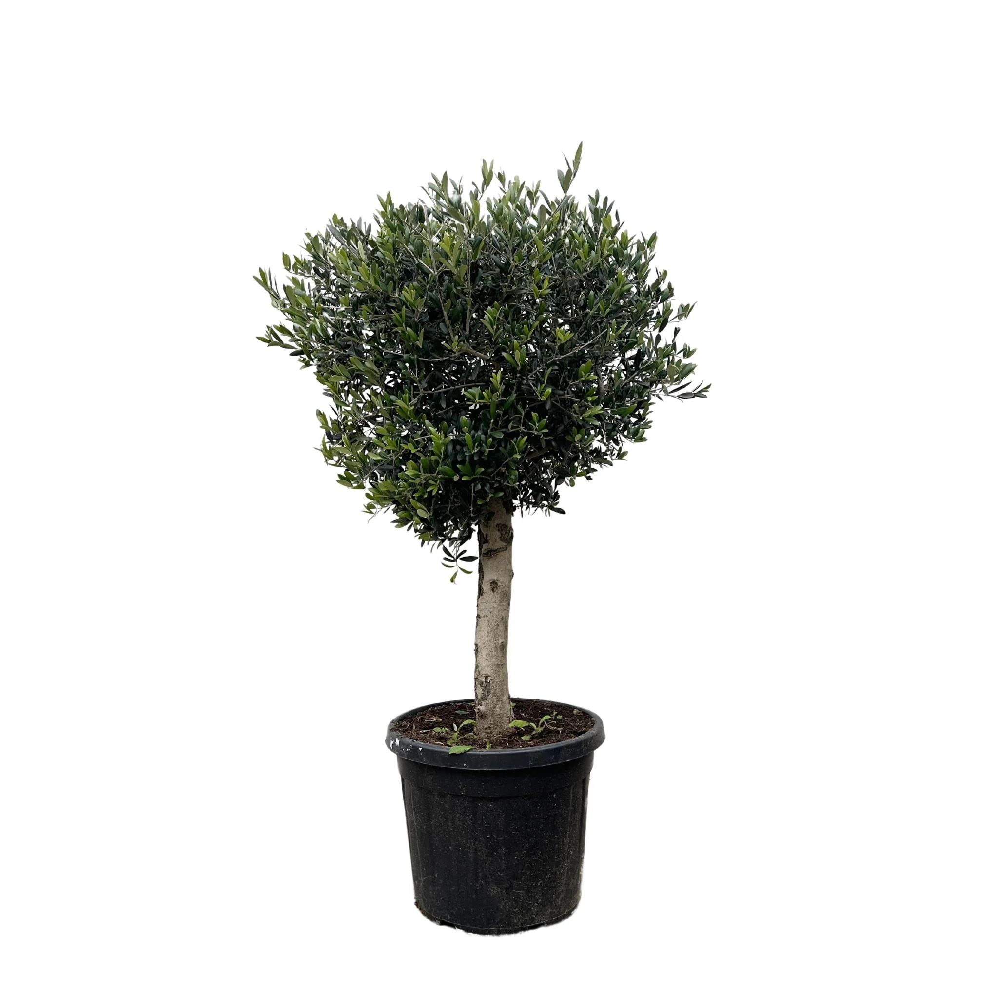 Olivier Olea Europaea h180cm