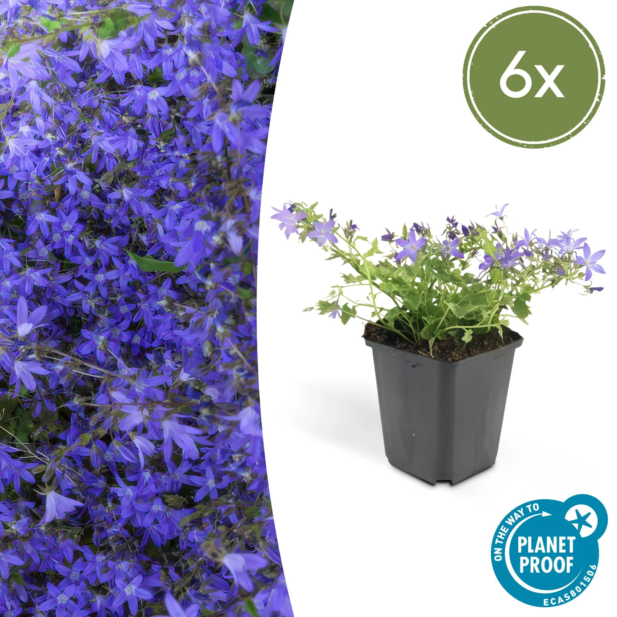 Campanule des murs 'Stella'