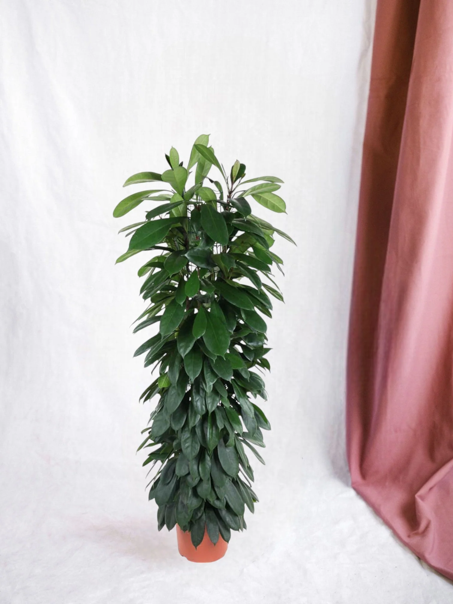 Ficus Cyatistipula - 150 cm - ø29