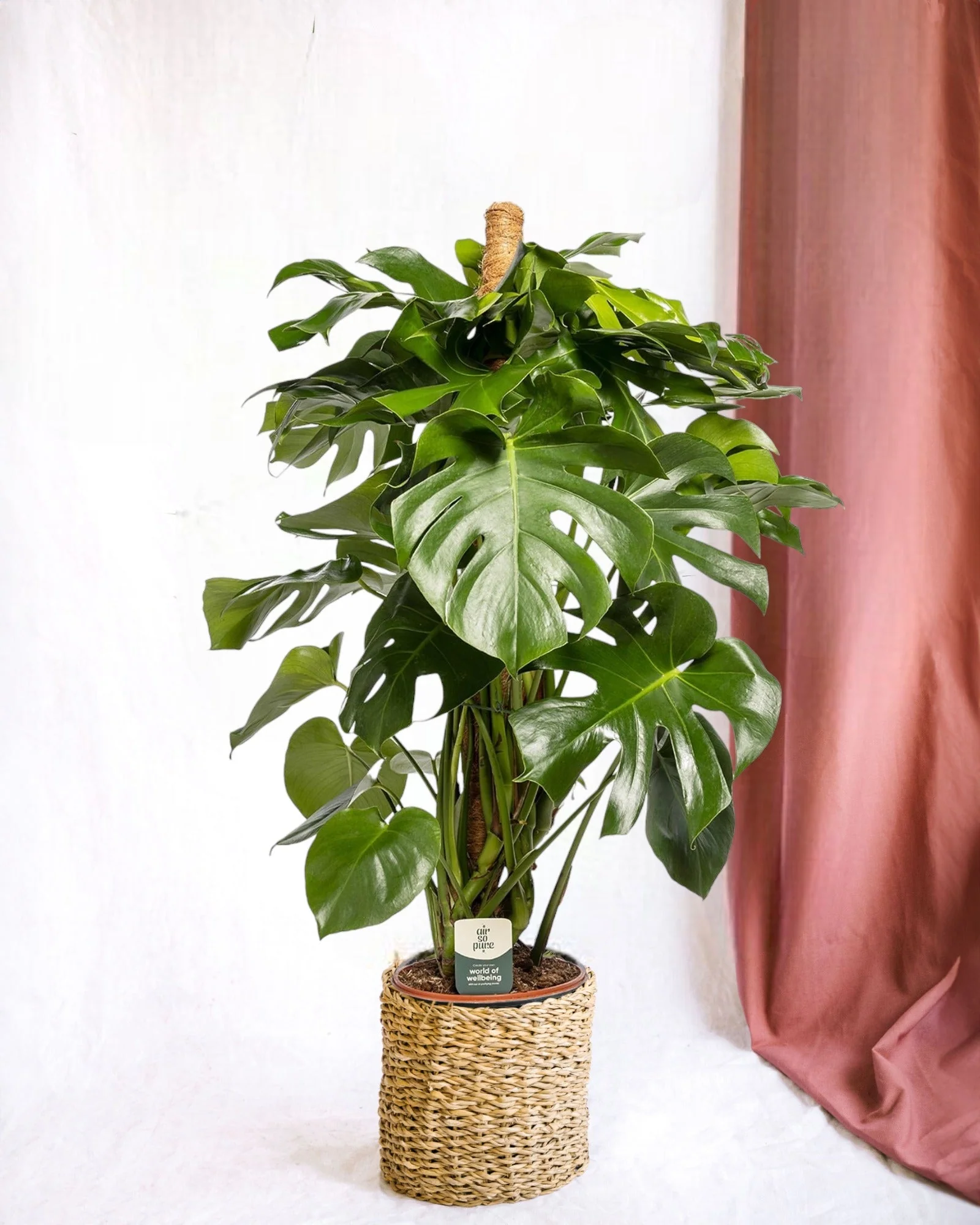 Monstera Deliciosa XXL tuteur
