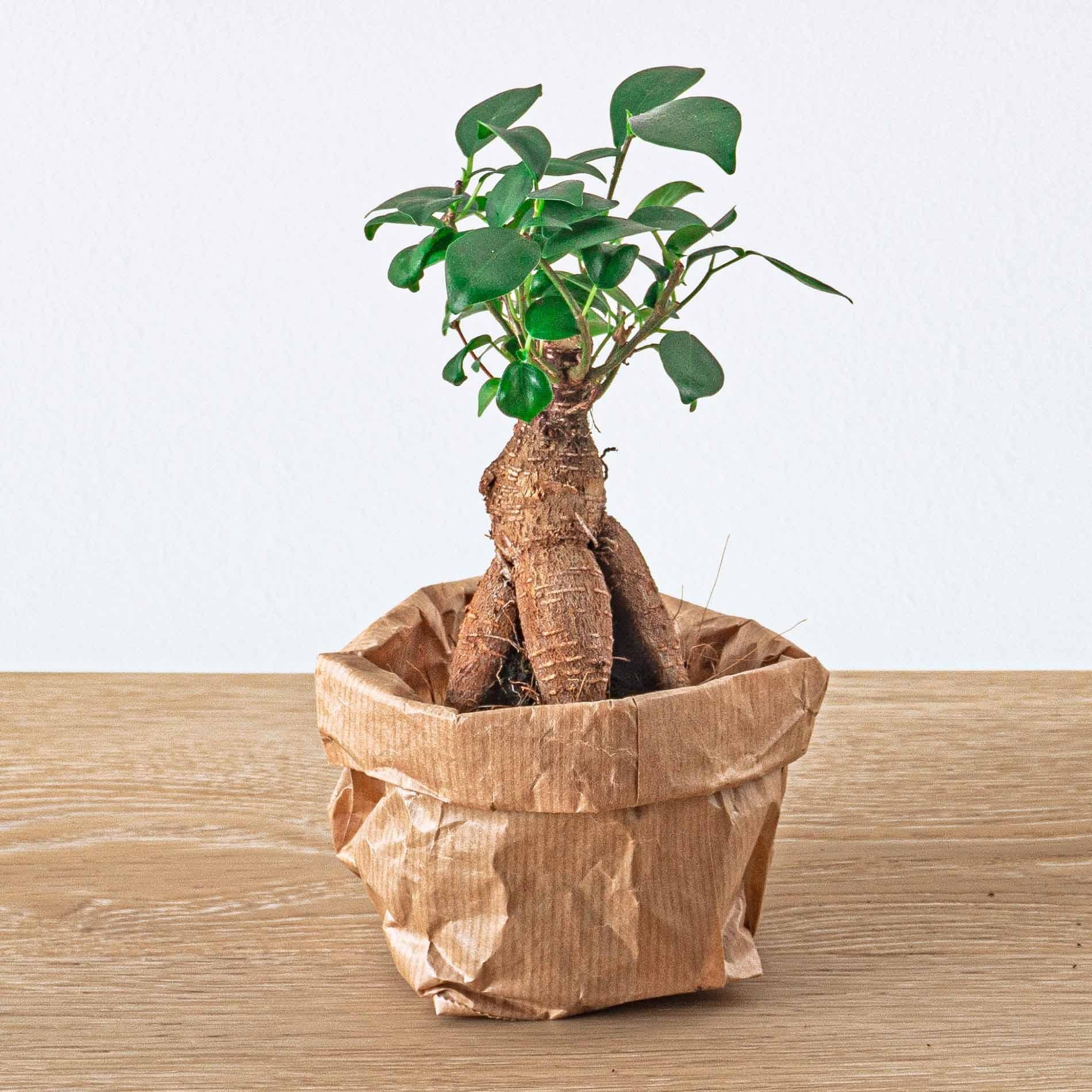 Ficus Ginseng bonsai