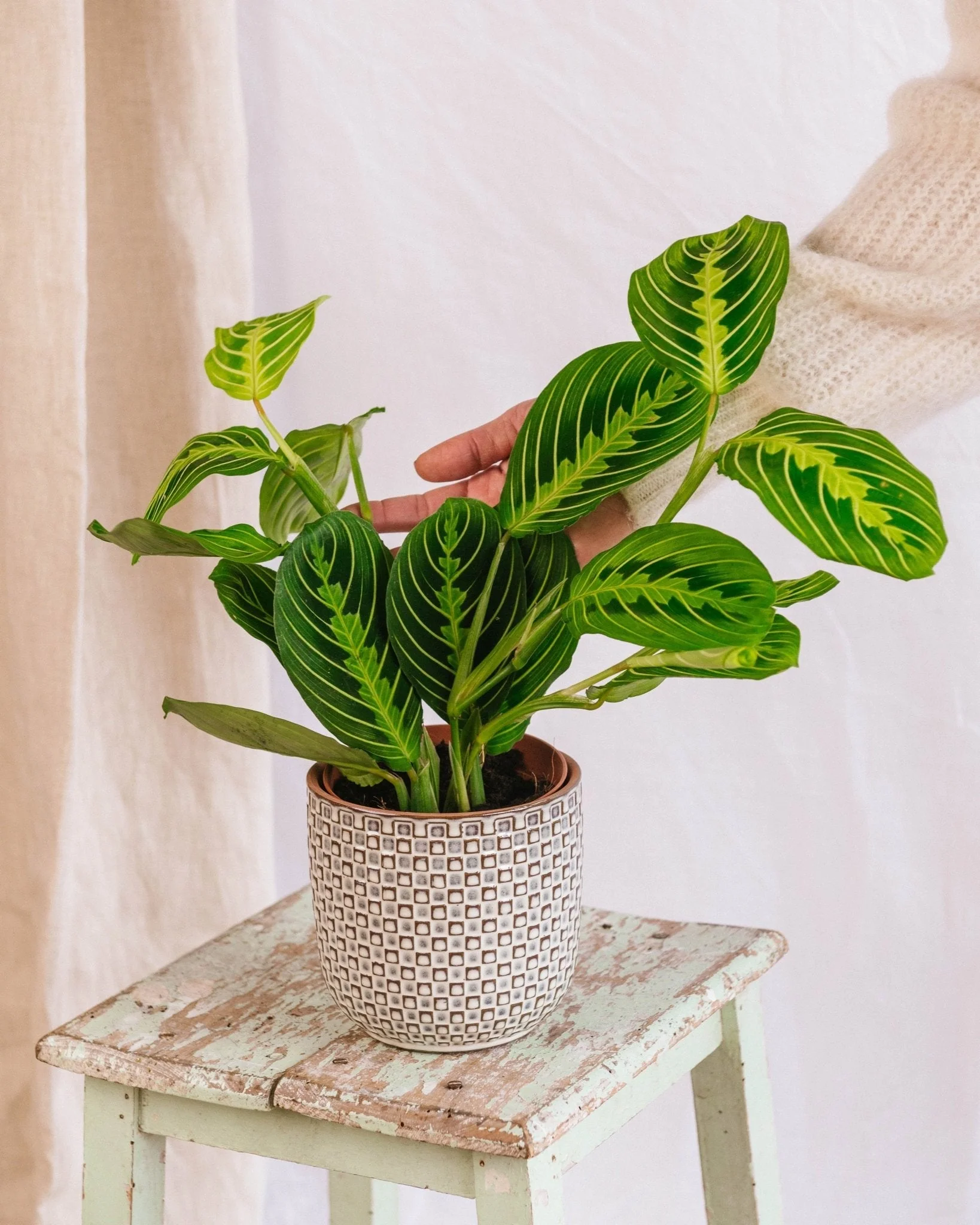 Maranta Lemon Lime