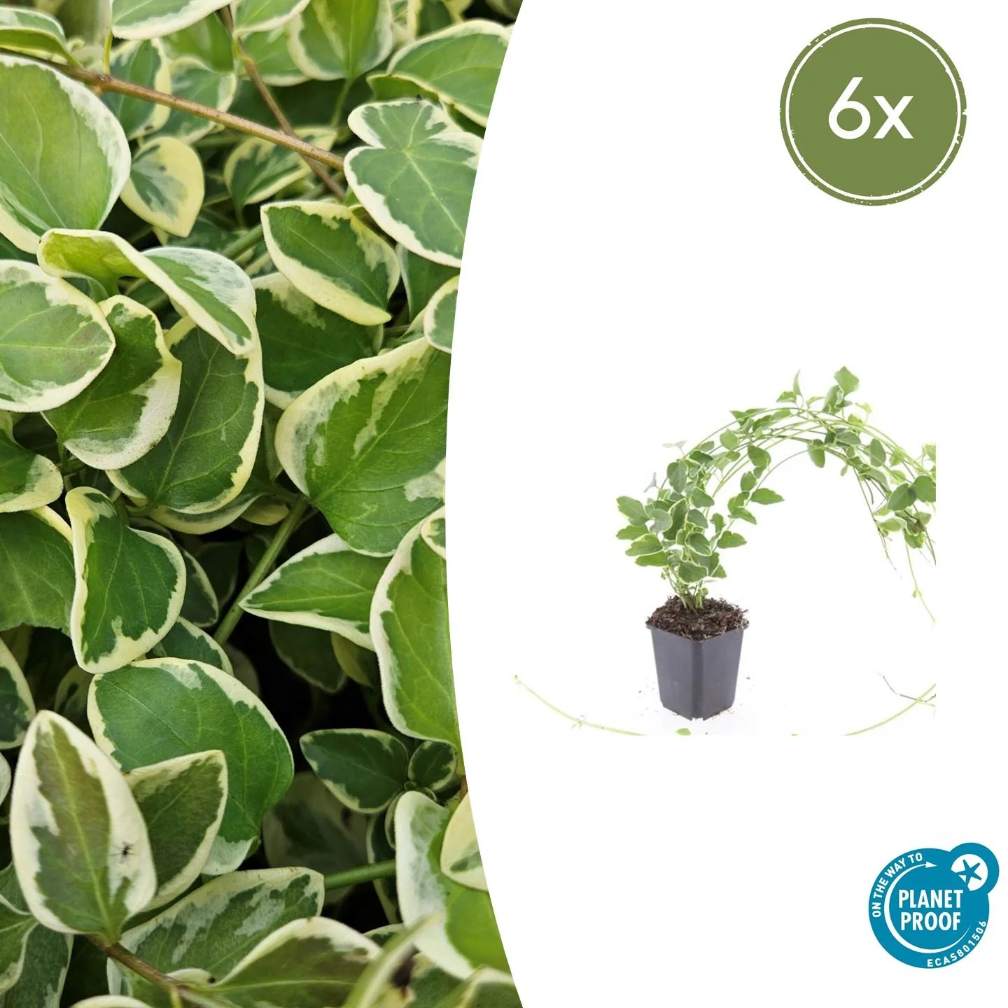 Grande Pervenche 'Variegata'
