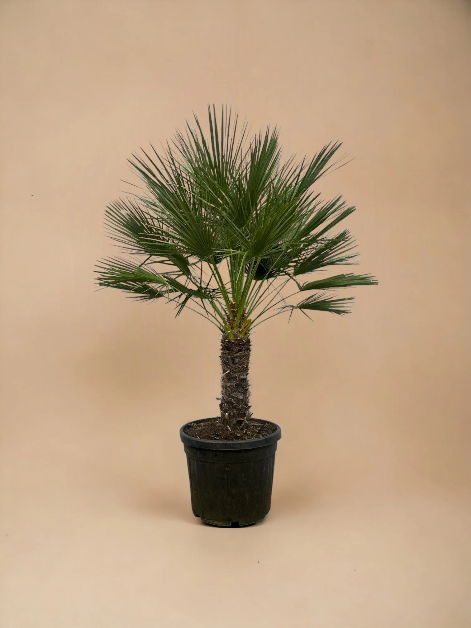 Chamaerops Humilis h180cm