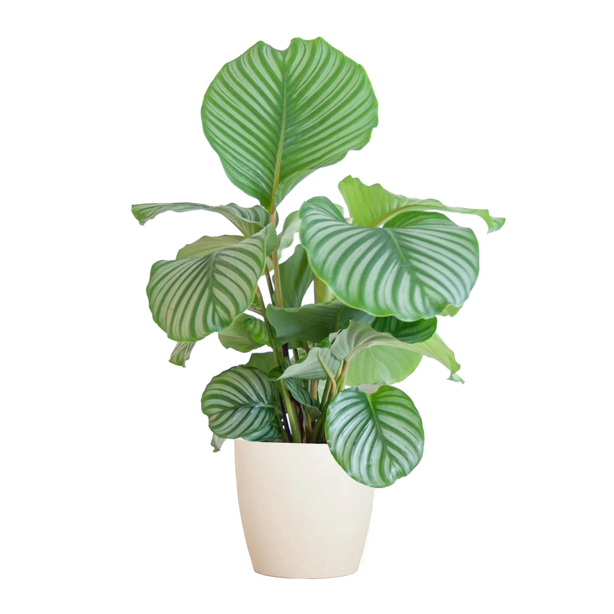 Calathea Orbifolia et son pot