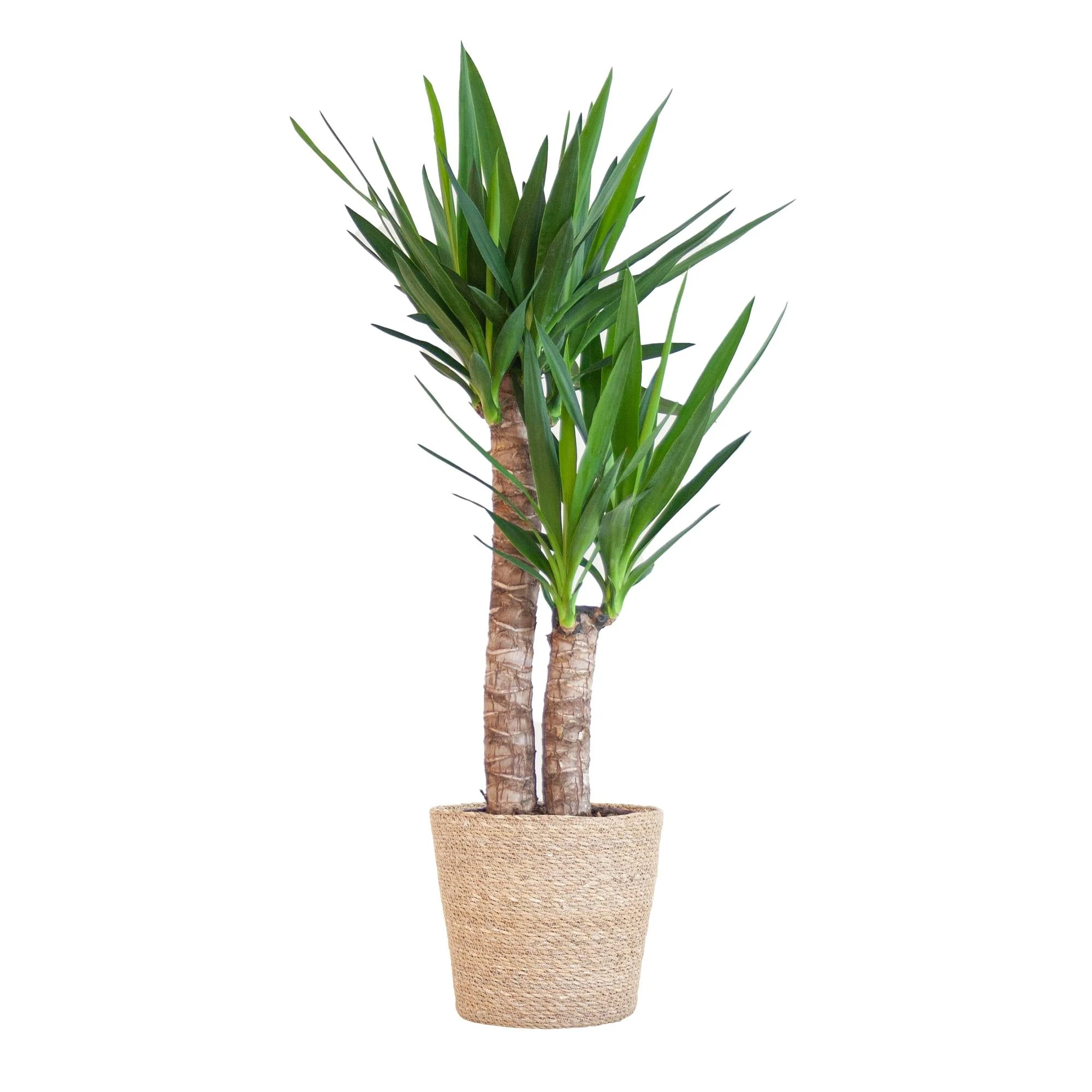 Yucca Elephantipes et son pot