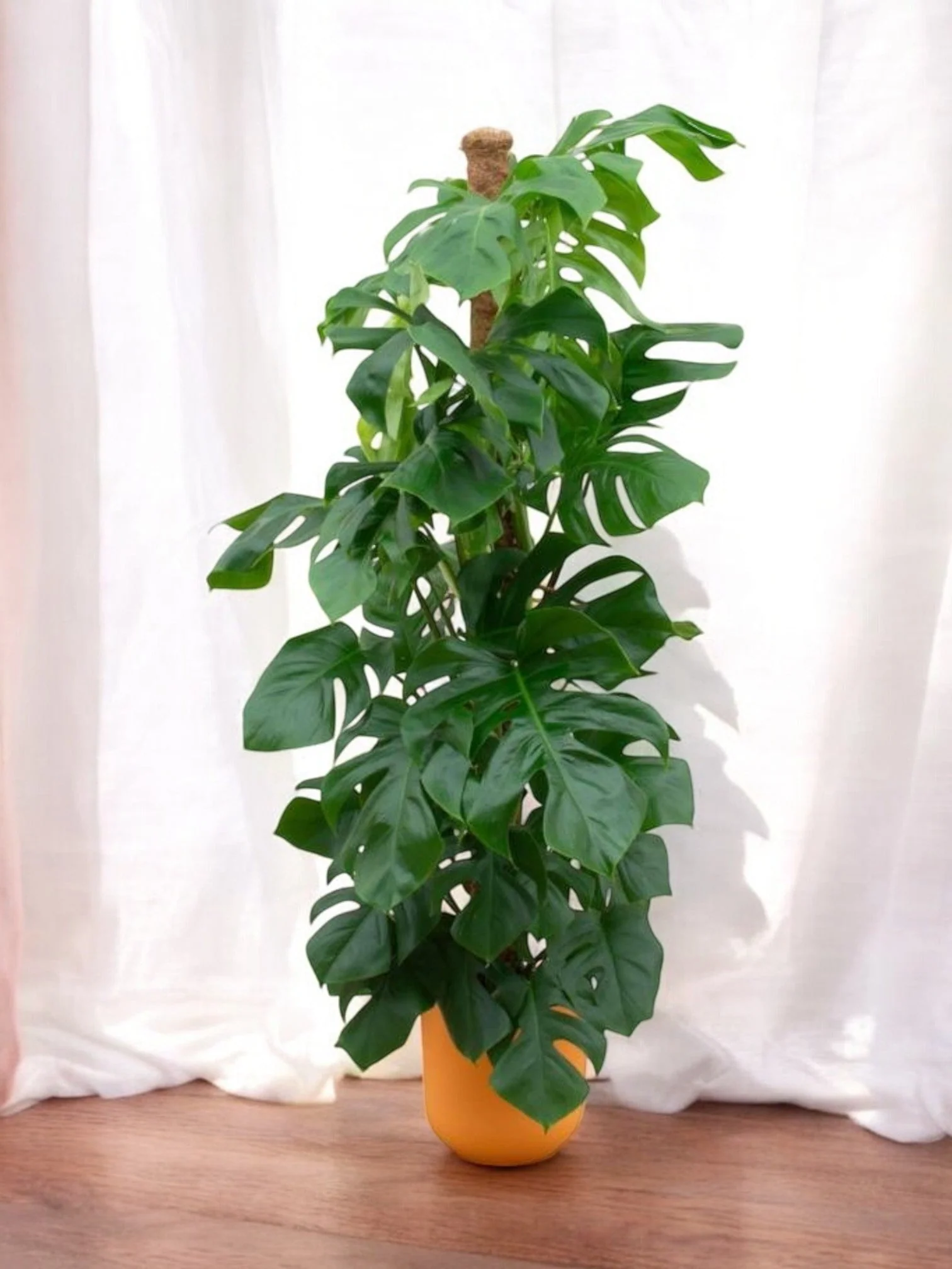 Monstera Pertusum 150cm et son pot