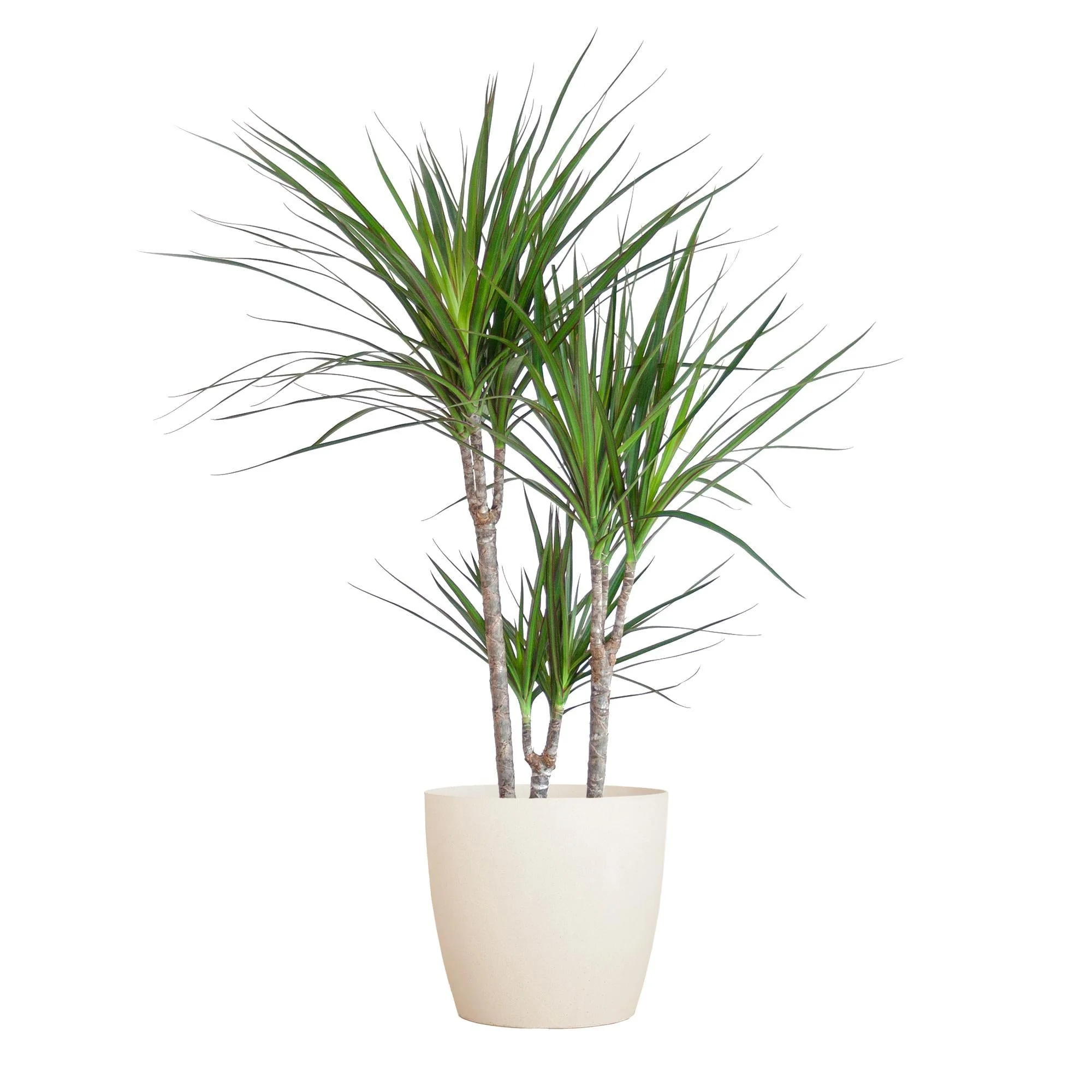 Dracaena Marginata et son pot
