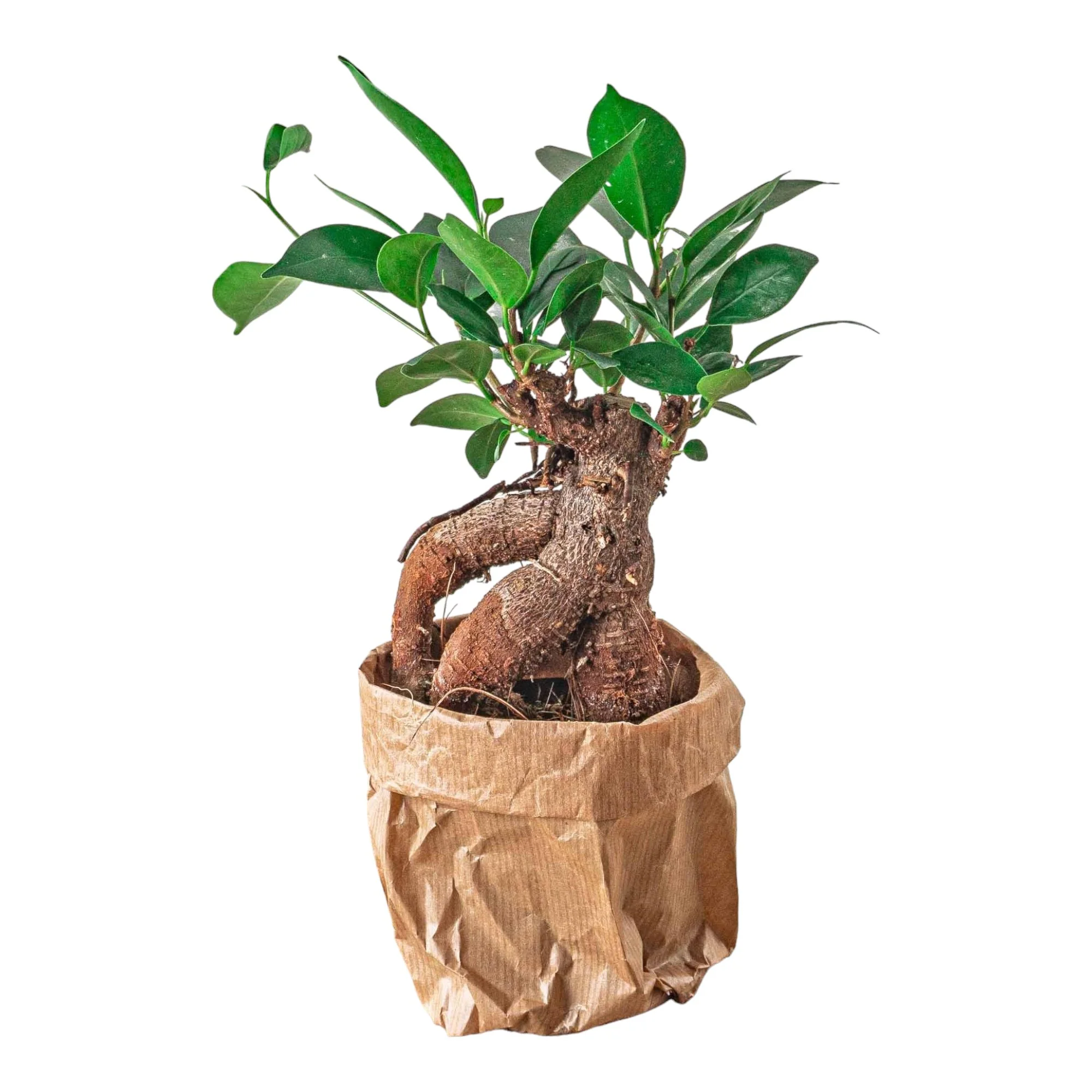 Ficus microcarpa ginseng