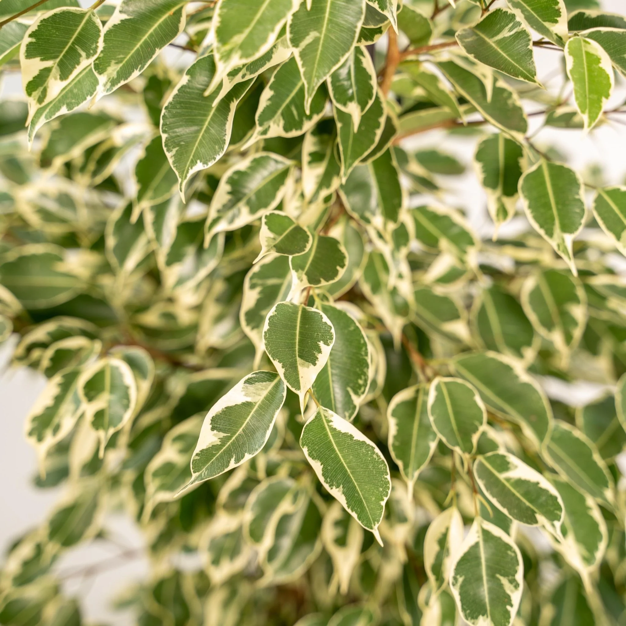 Ficus benjamina Twilight h95cm