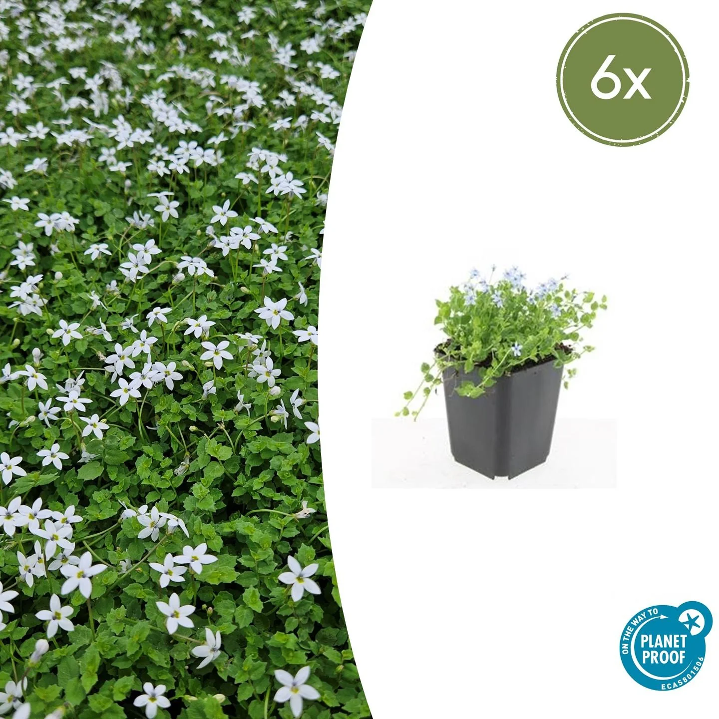 Isotoma fluviatilis 'Alba'