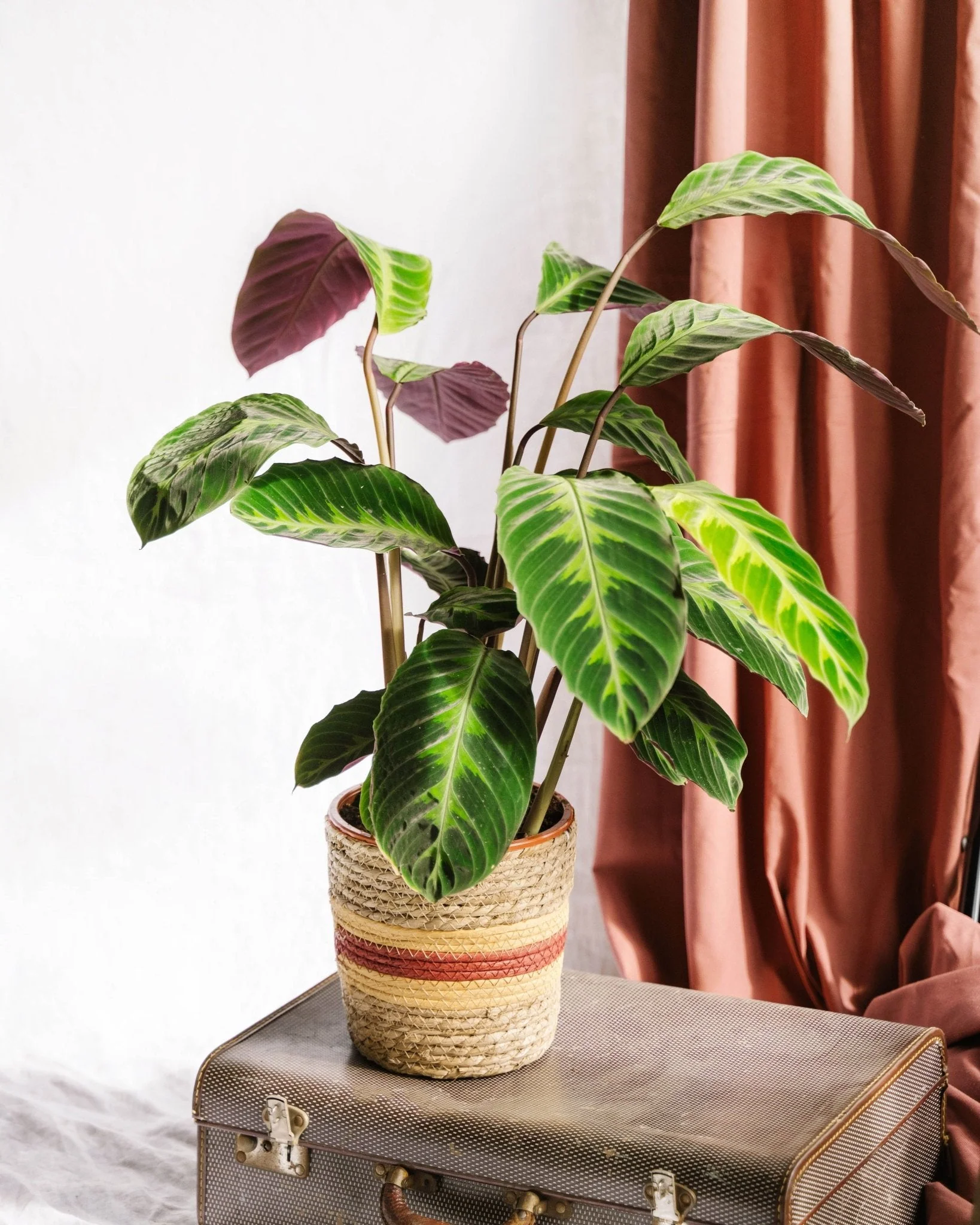 Calathea Warscewiczii