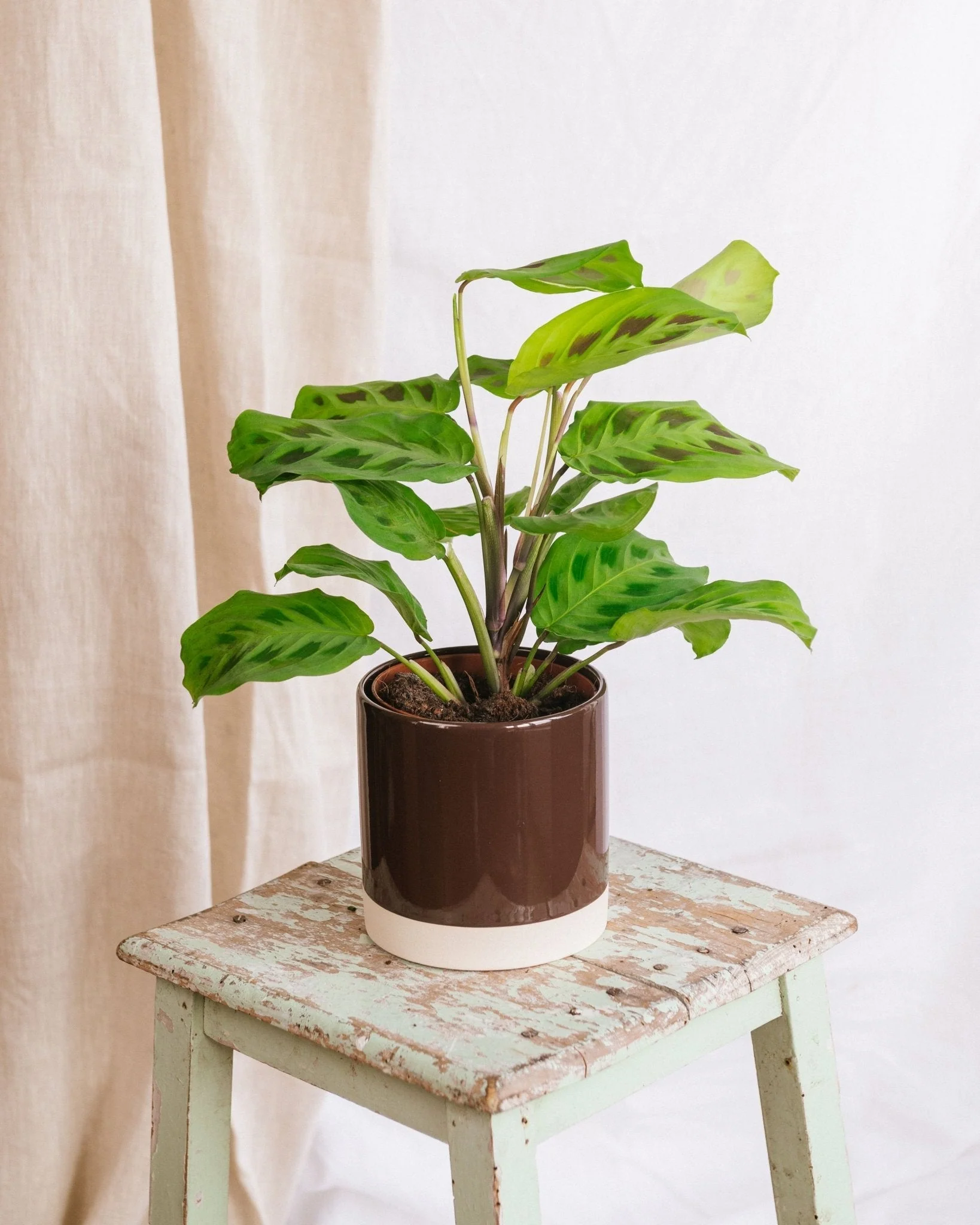 Maranta kerchoveana
