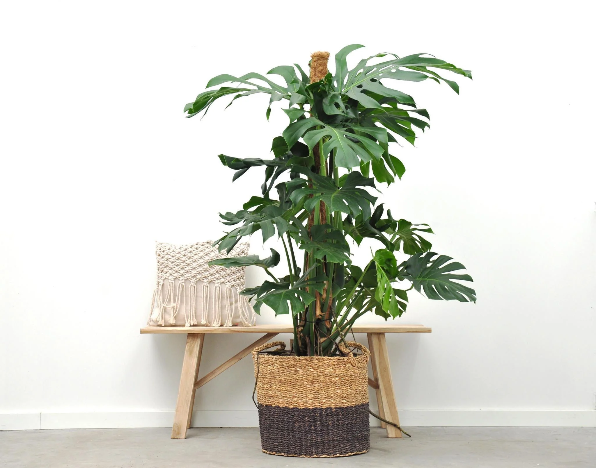 Monstera Deliciosa XXL