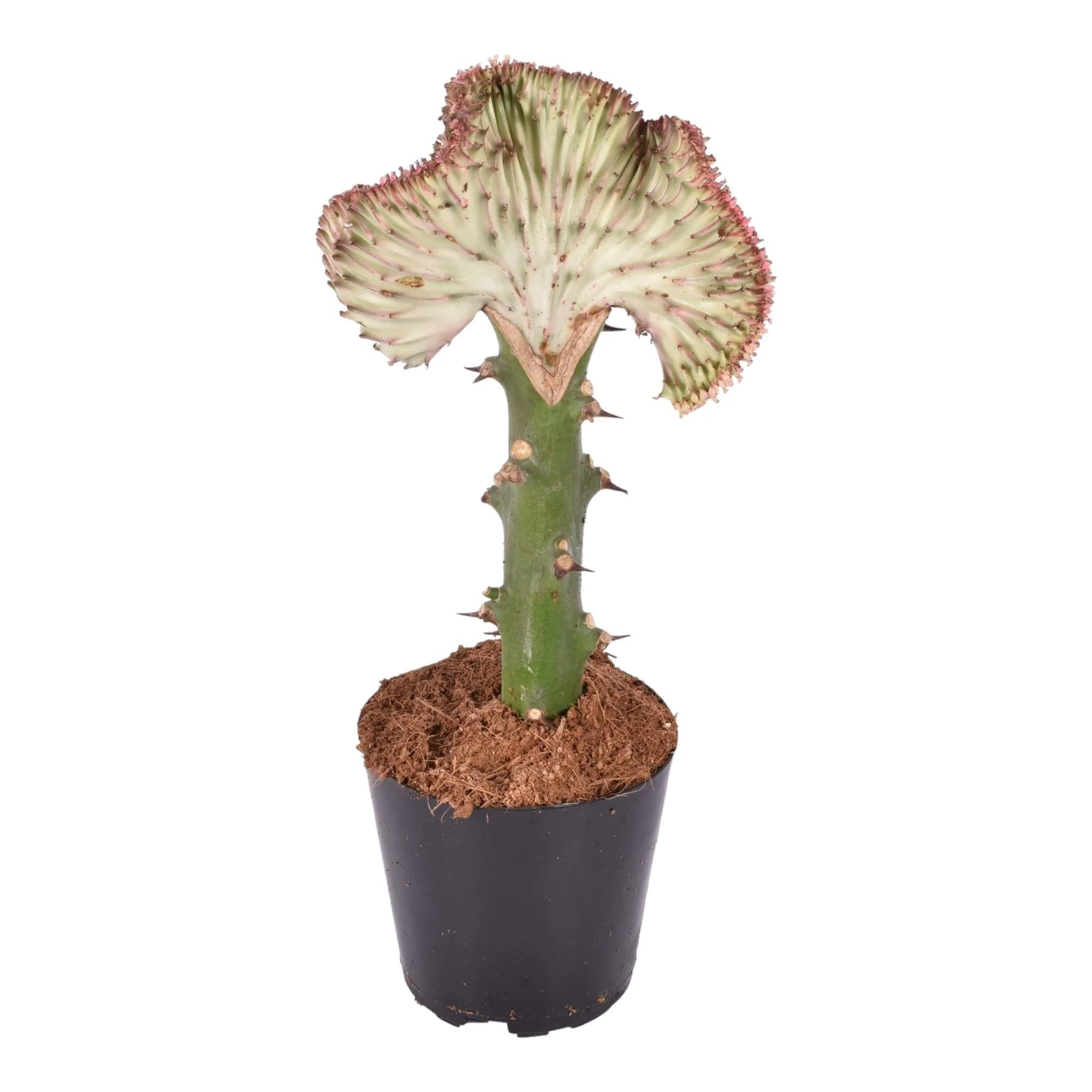 Euphorbe lactea Cristata rood