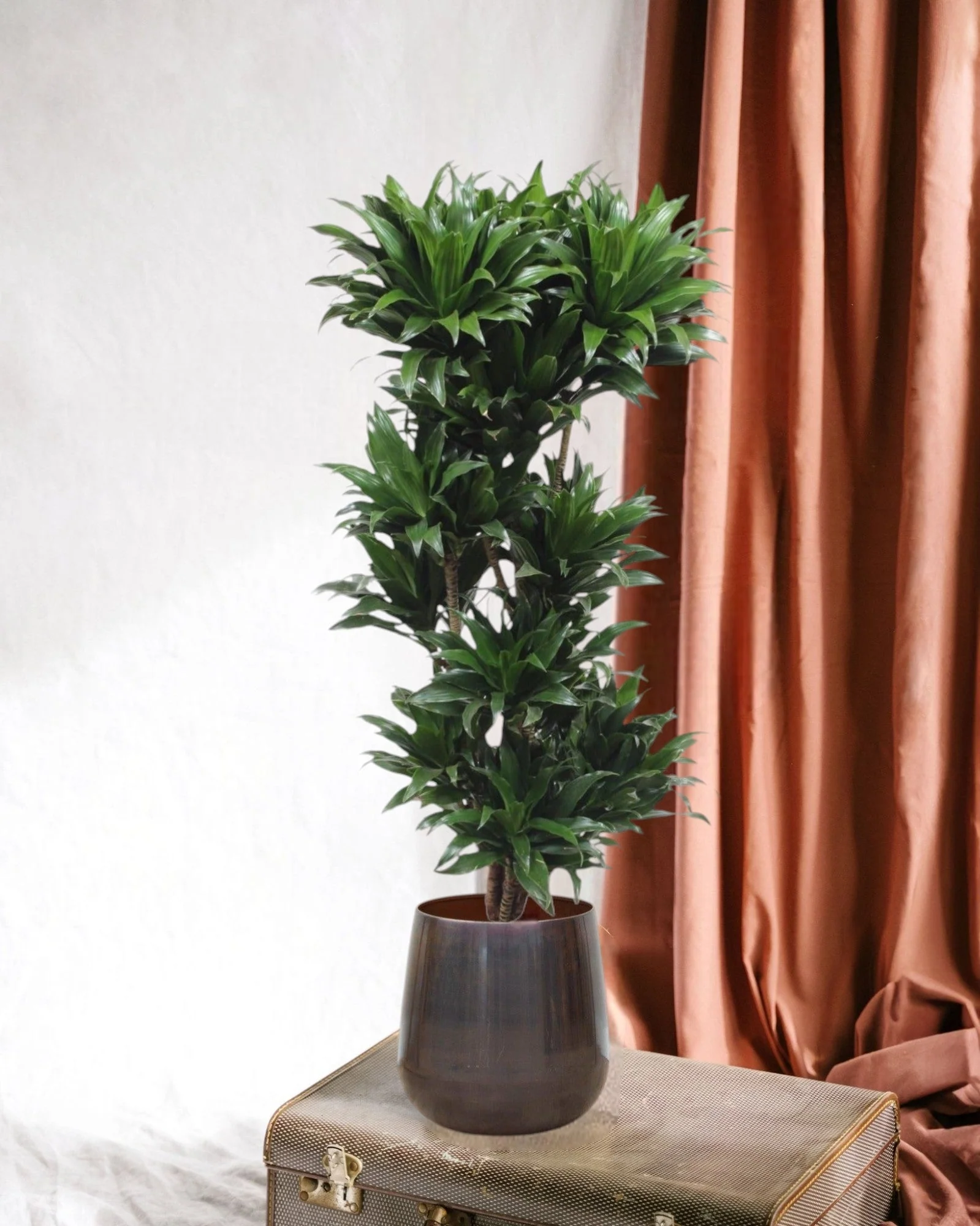 Dracaena Compacta