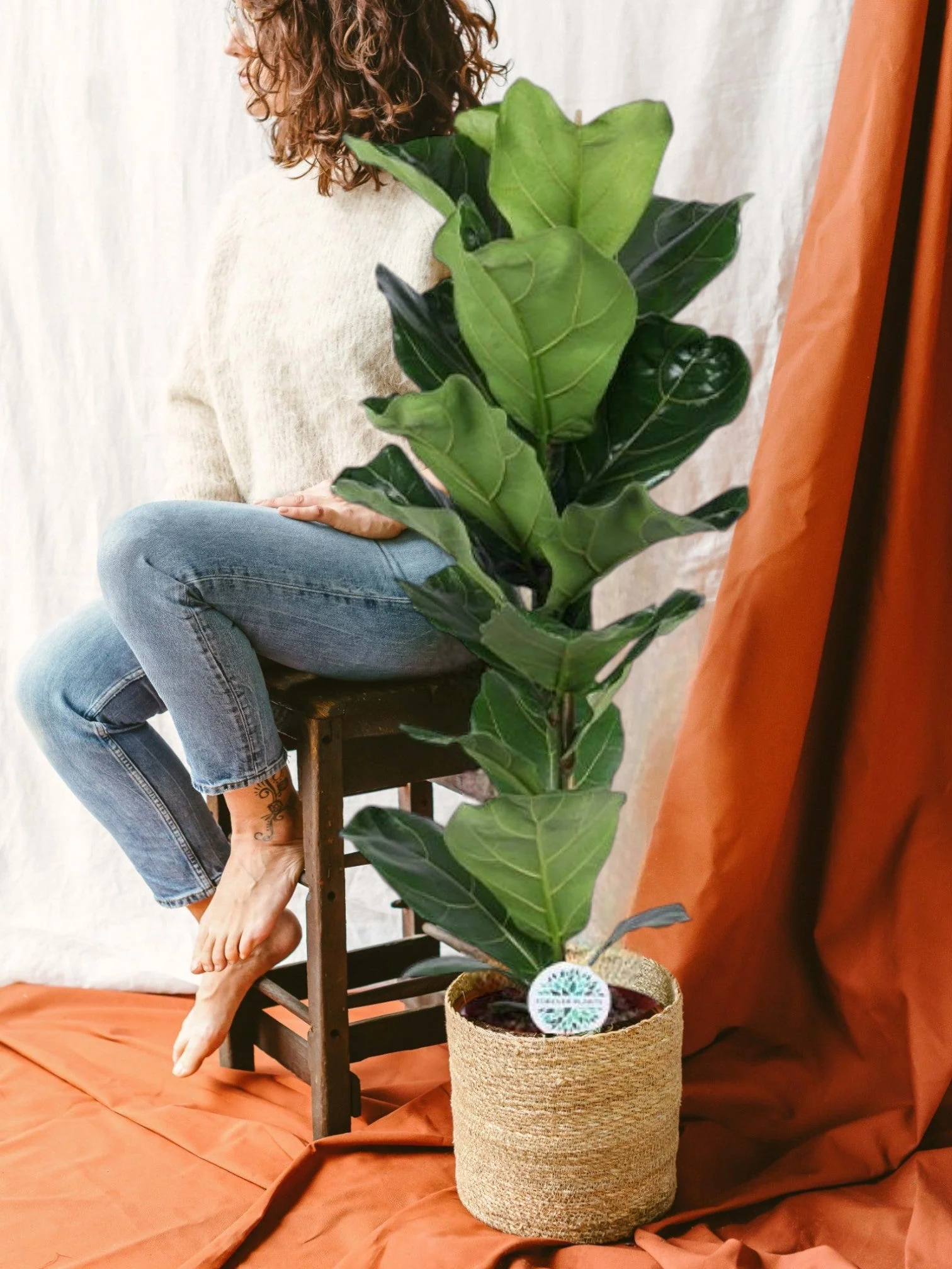 Ficus Lyrata