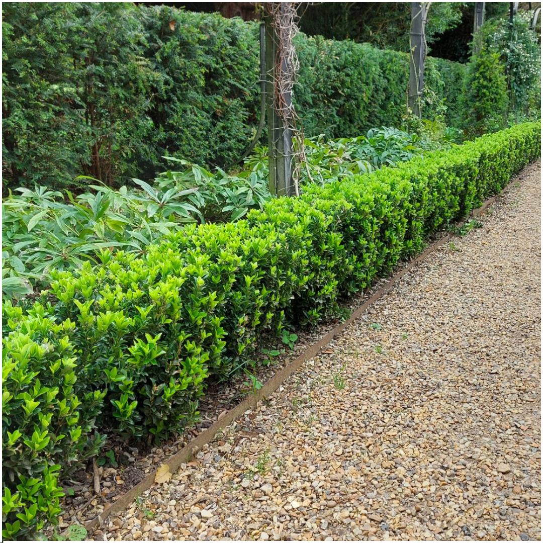 6 x Fusain 'Green Spire'
