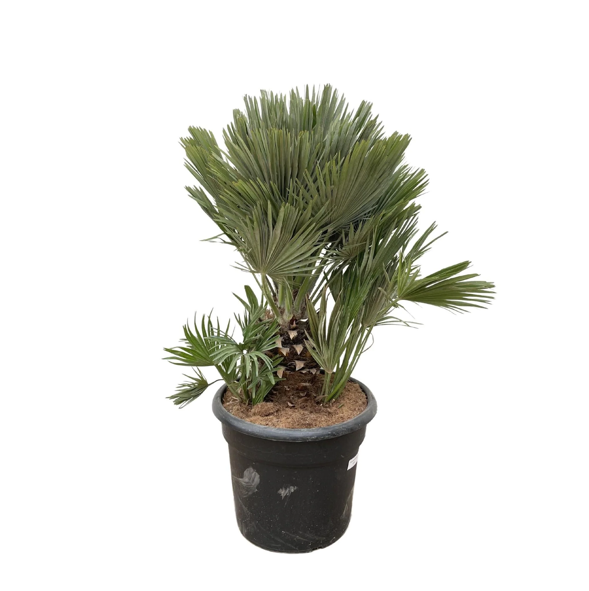 Chamaerops Humilis compact h100cm