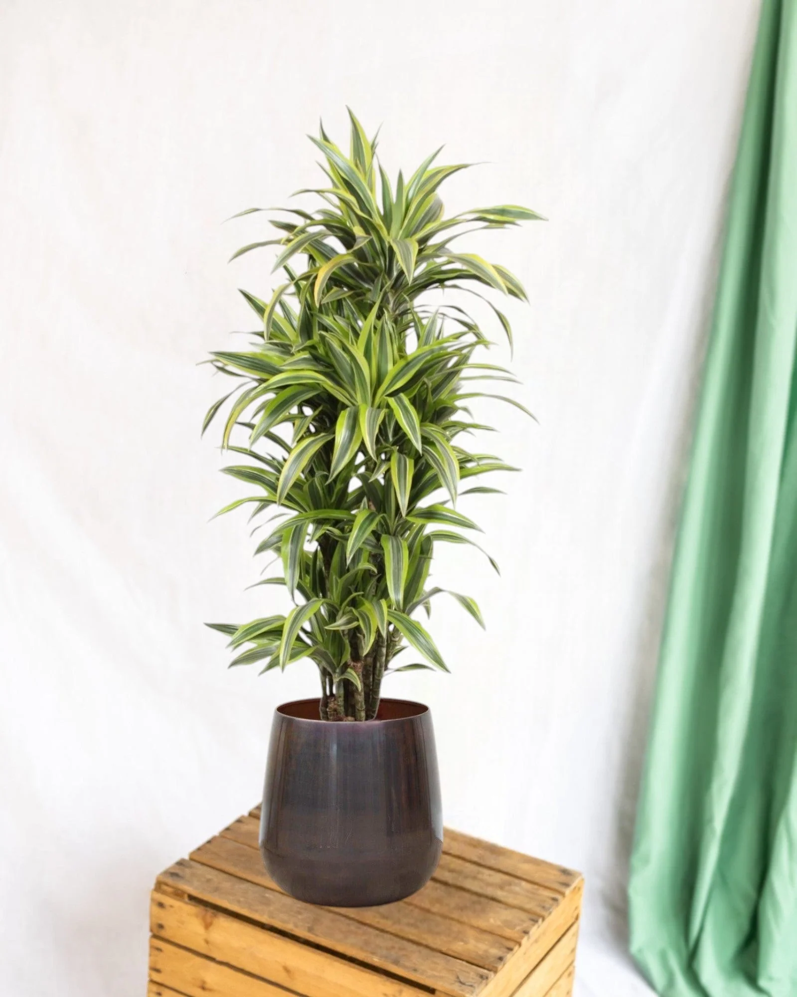 Dracaena Lemon Lime