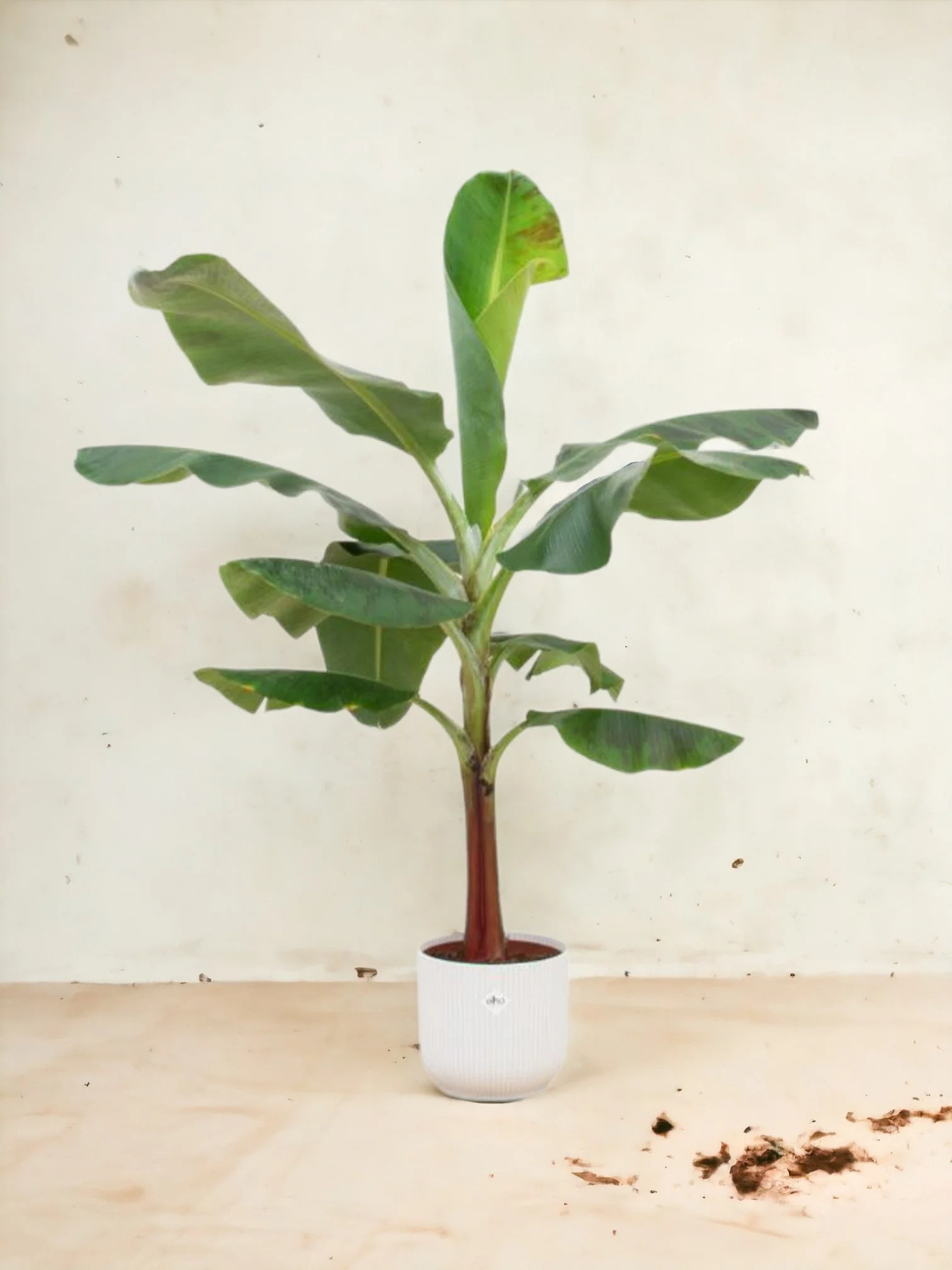 Bananier Musa 100cm et son pot