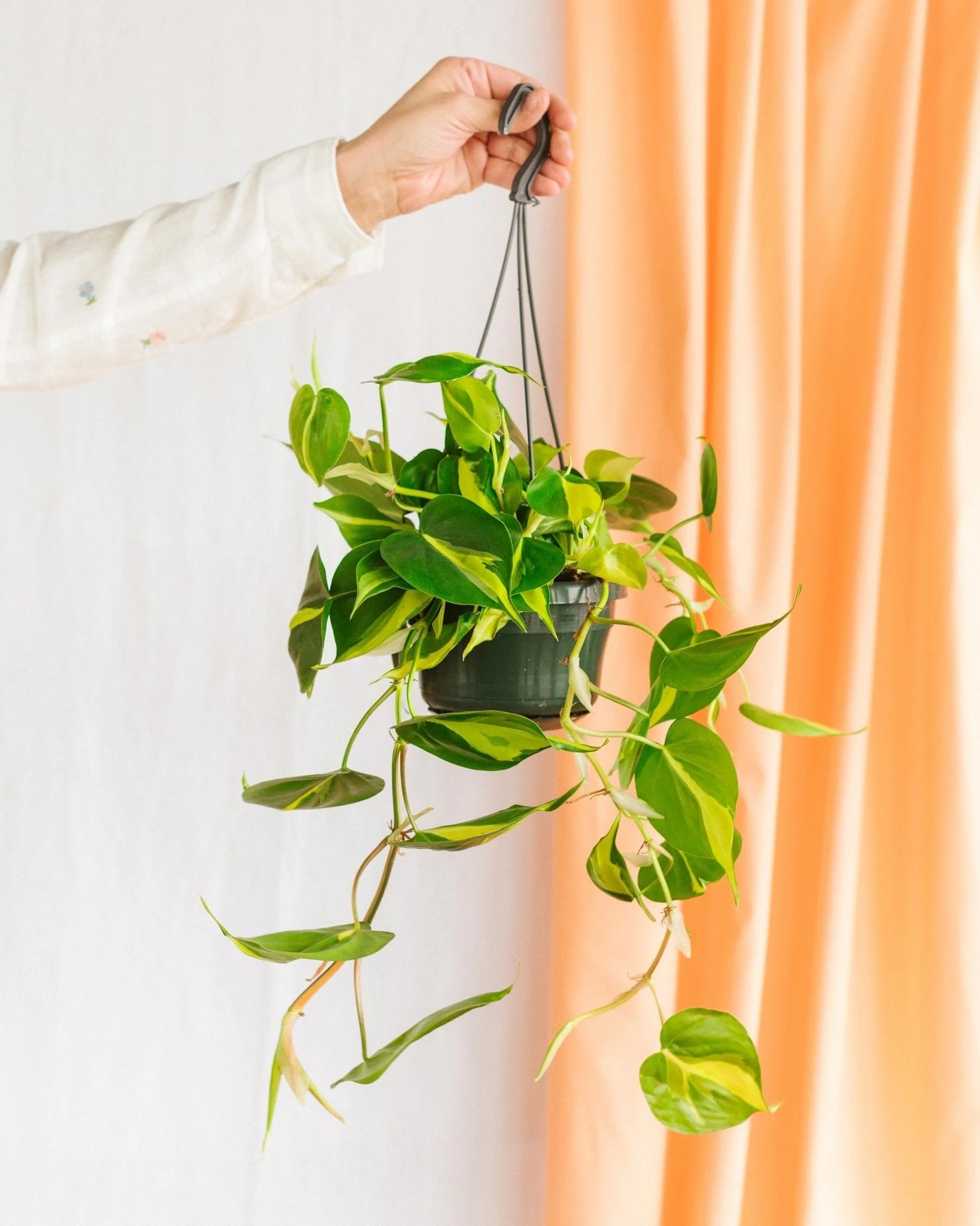 Philodendron scandens Brazil