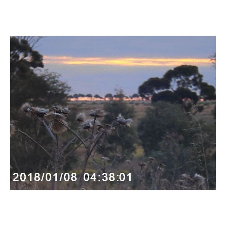 7 x 31 Digital Night Vision Infrared Binocular Black 7 x 31 mm