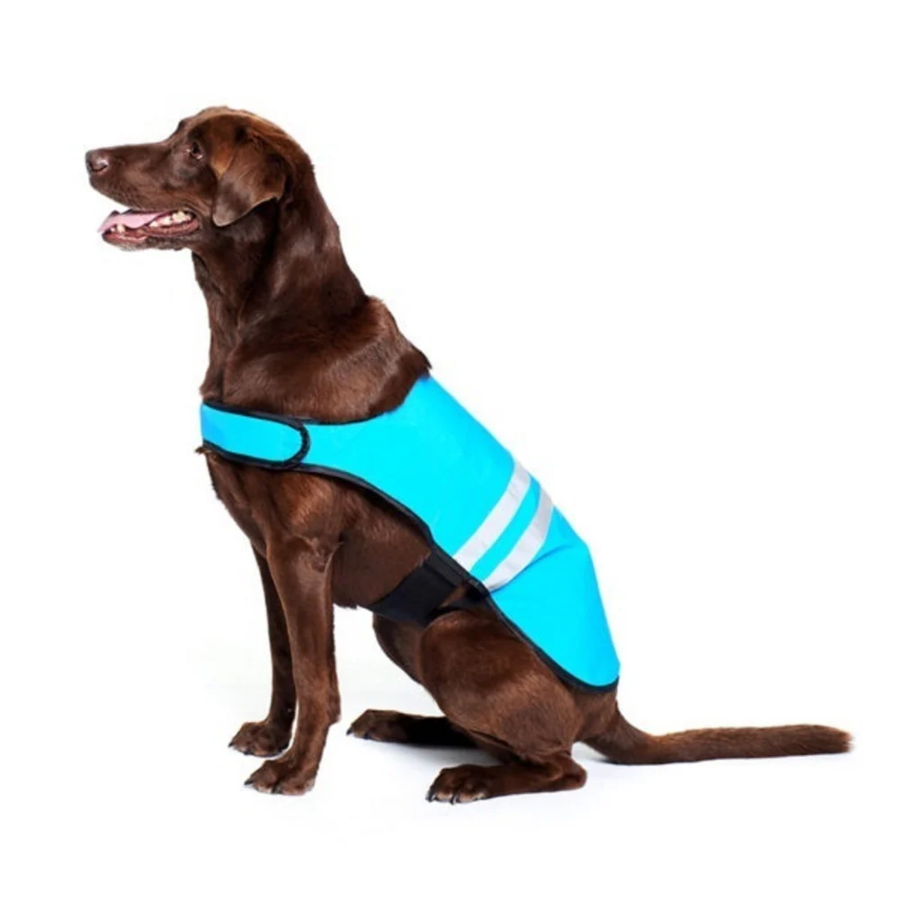 Dog Clothing & Accessories