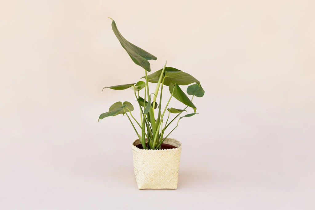 6 Monstera Split Leaf + Planter Basket