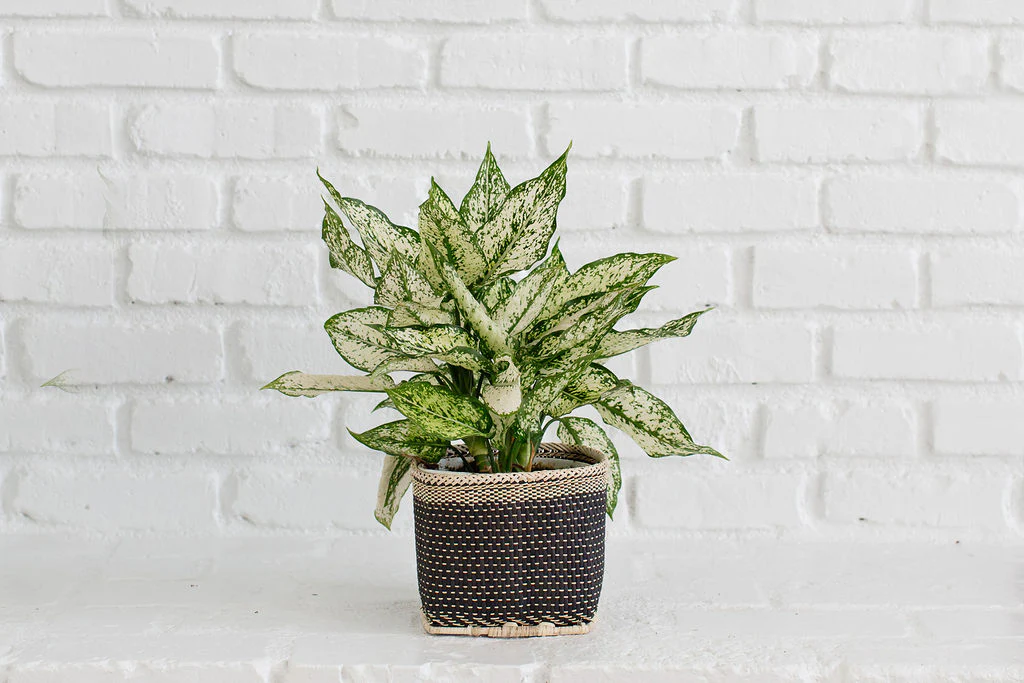 6 First Diamond + Basket