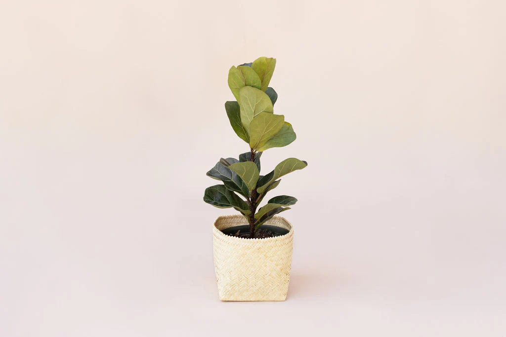6 Fiddle Leaf Fig + Basket