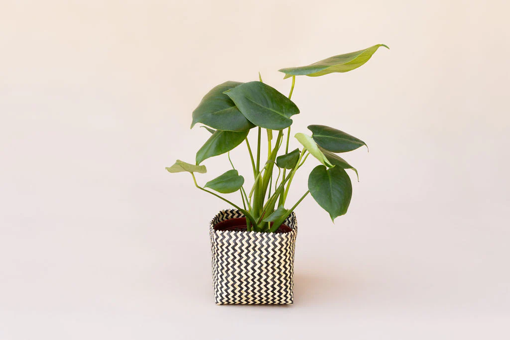 6 Monstera Split Leaf + Planter Basket