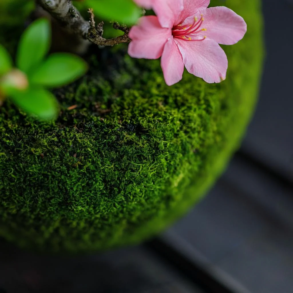 Azalea Kokedama (Grown Bonsai)
