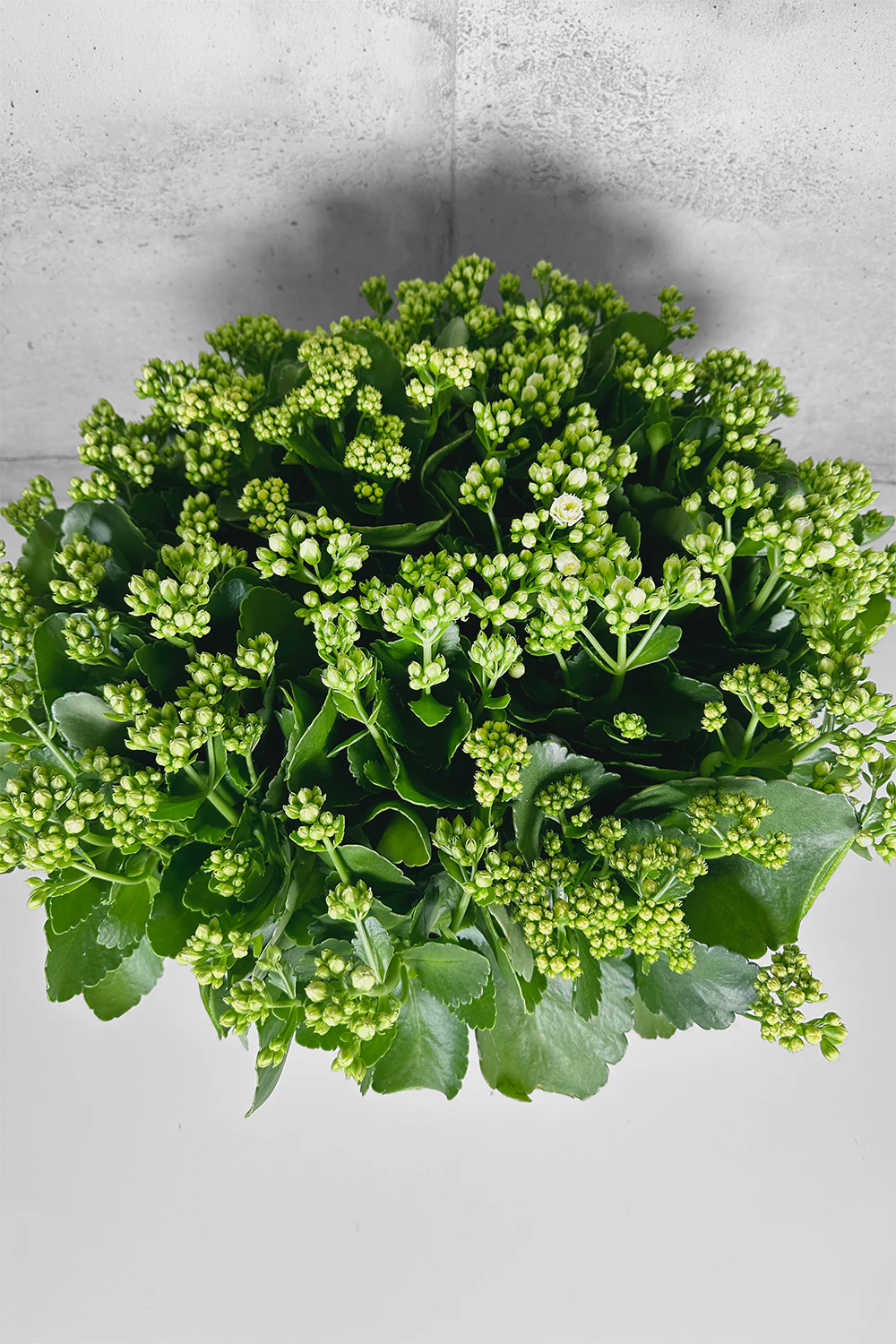 PETERMAN'S X LAYER KALANCHOE