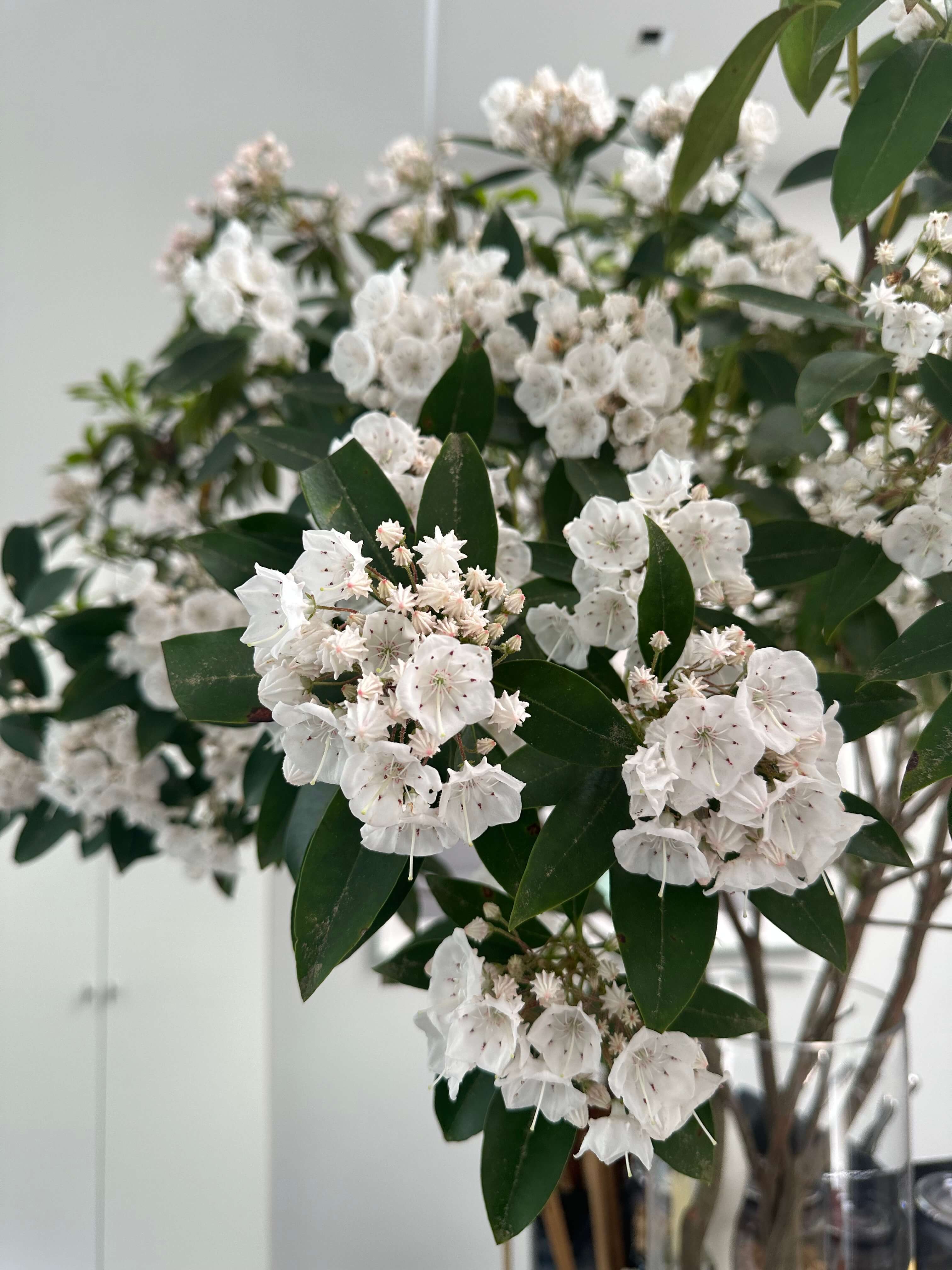 MOUNTAIN LAUREL