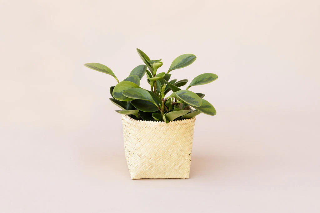 6 Marble Peperomia + Basket