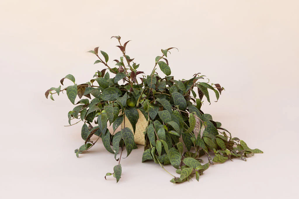 6 Lipstick black pagoda + Woven Planter Basket