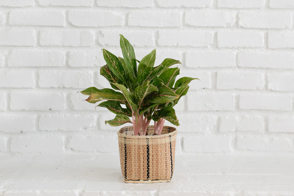 6 Chinese Evergreen + Basket