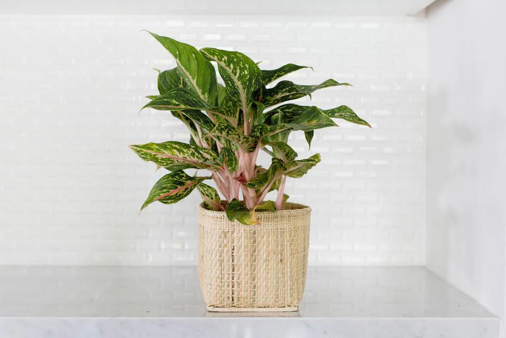 6 Chinese Evergreen + Basket