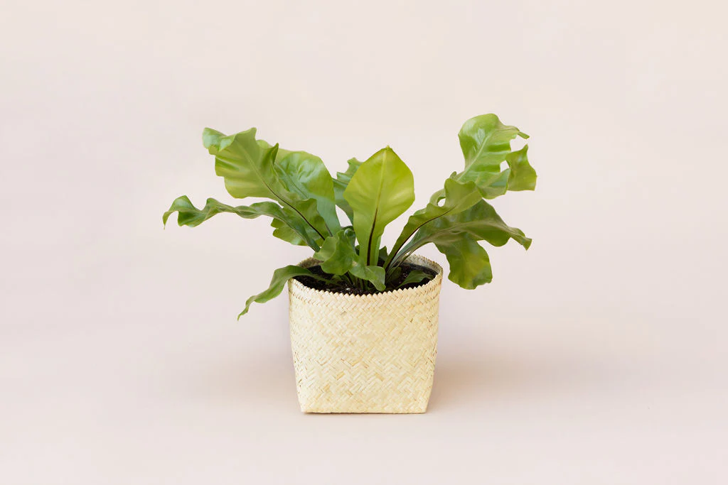 6 Bird's Nest Fern + Basket