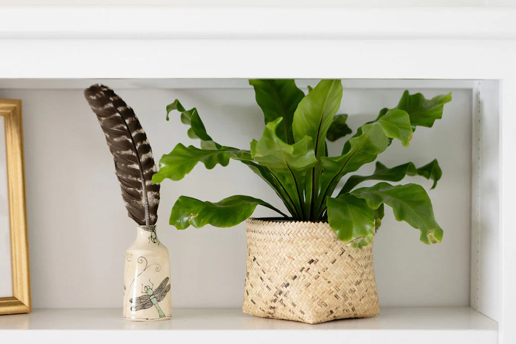 6 Bird's Nest Fern + Basket