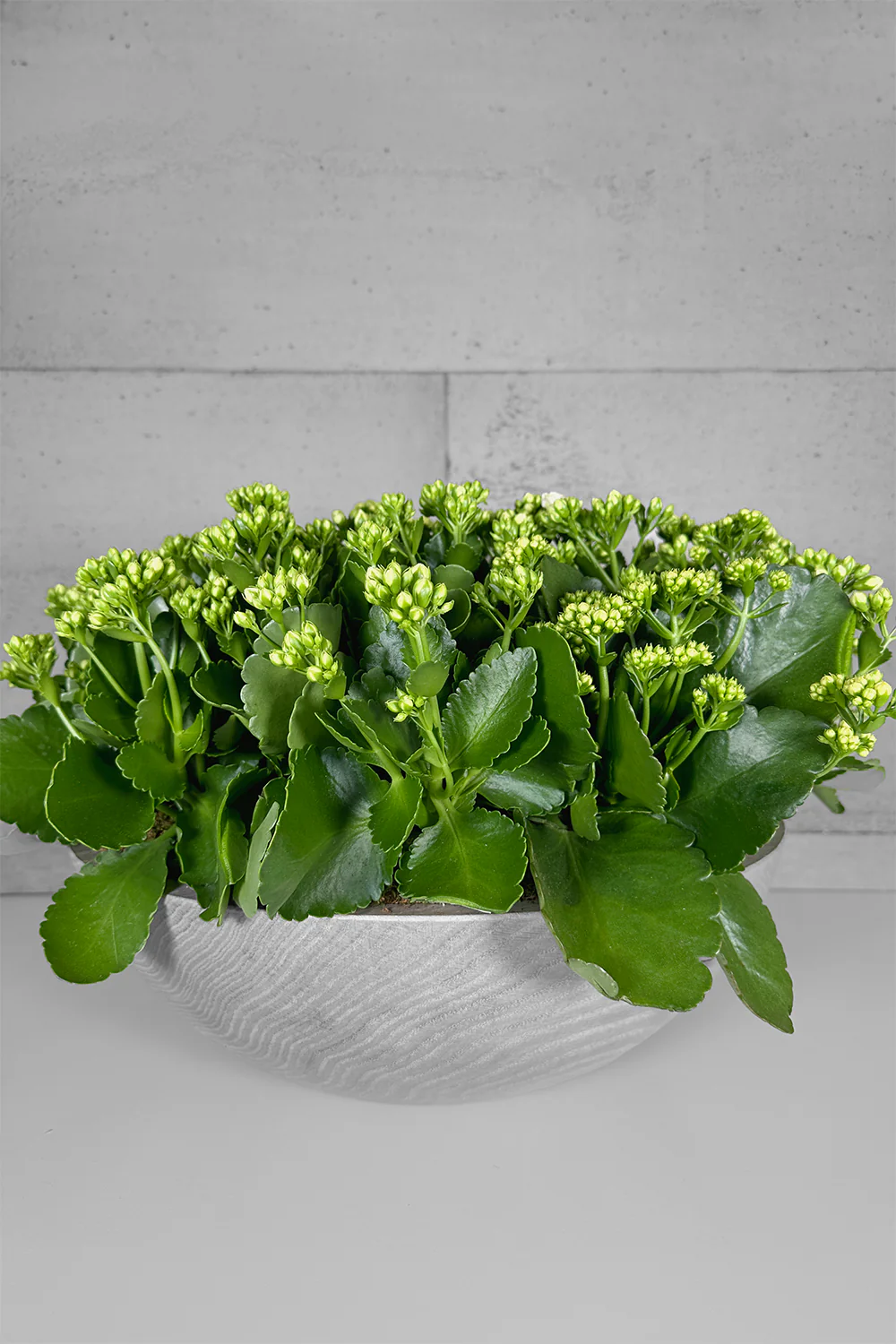 PETERMAN'S X LAYER KALANCHOE