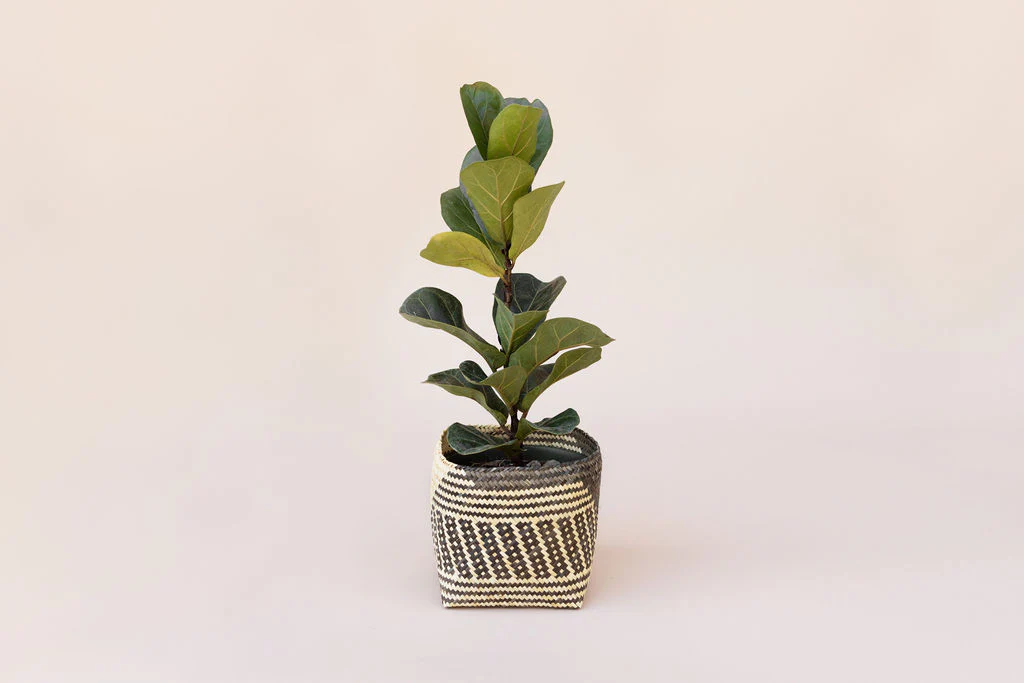6 Fiddle Leaf Fig + Basket