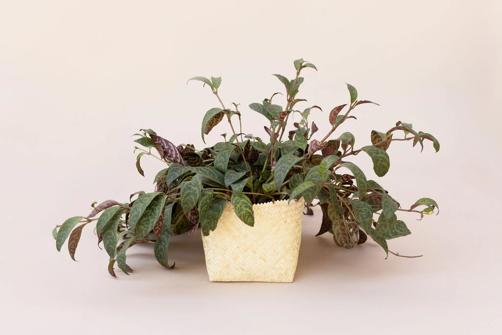 6 Lipstick black pagoda + Woven Planter Basket