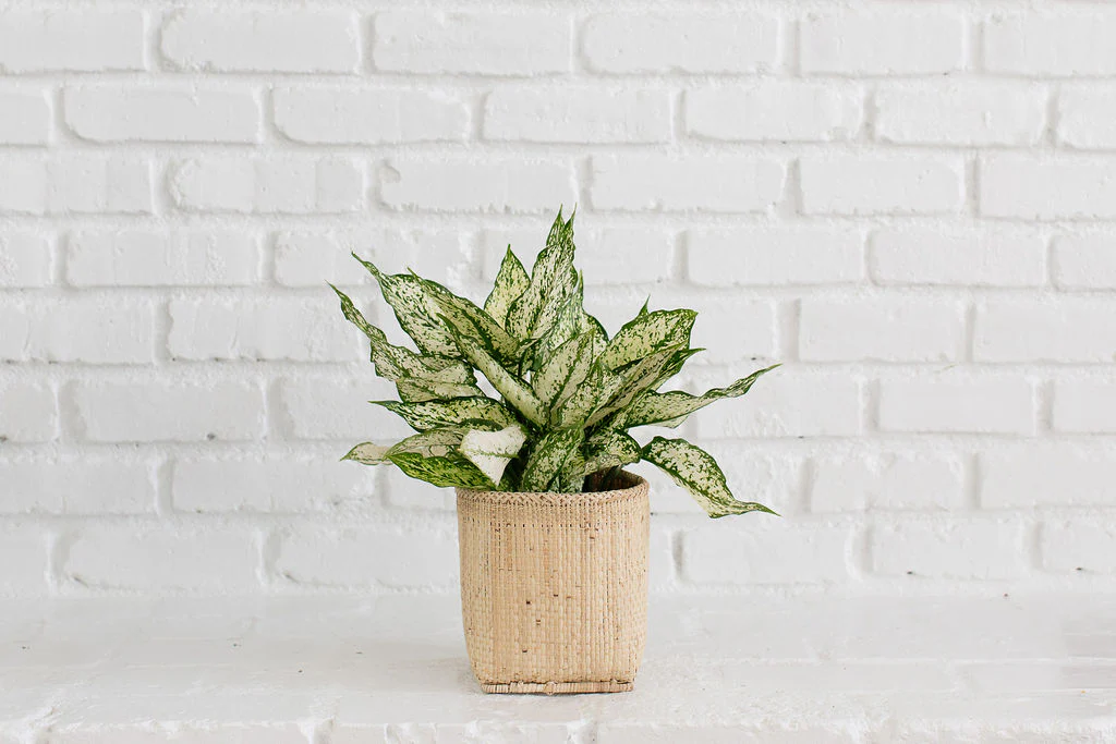 6 First Diamond + Basket