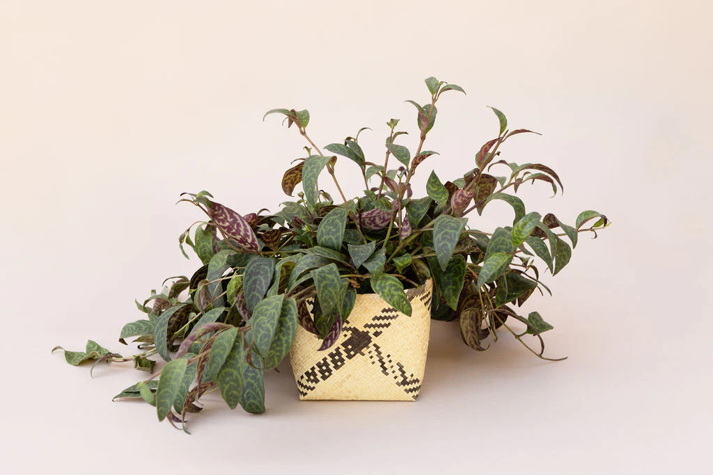 6 Lipstick black pagoda + Woven Planter Basket